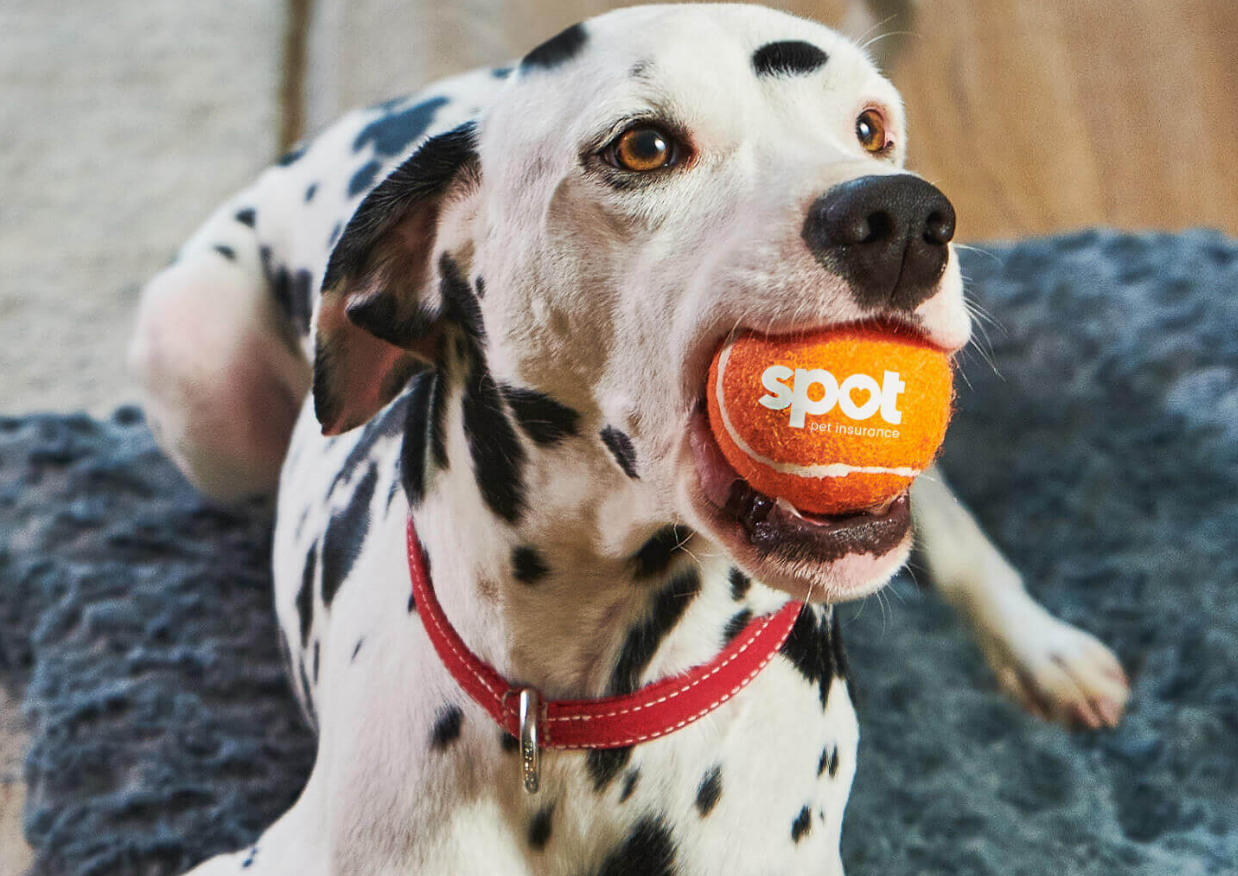 Spot Pet Insurance