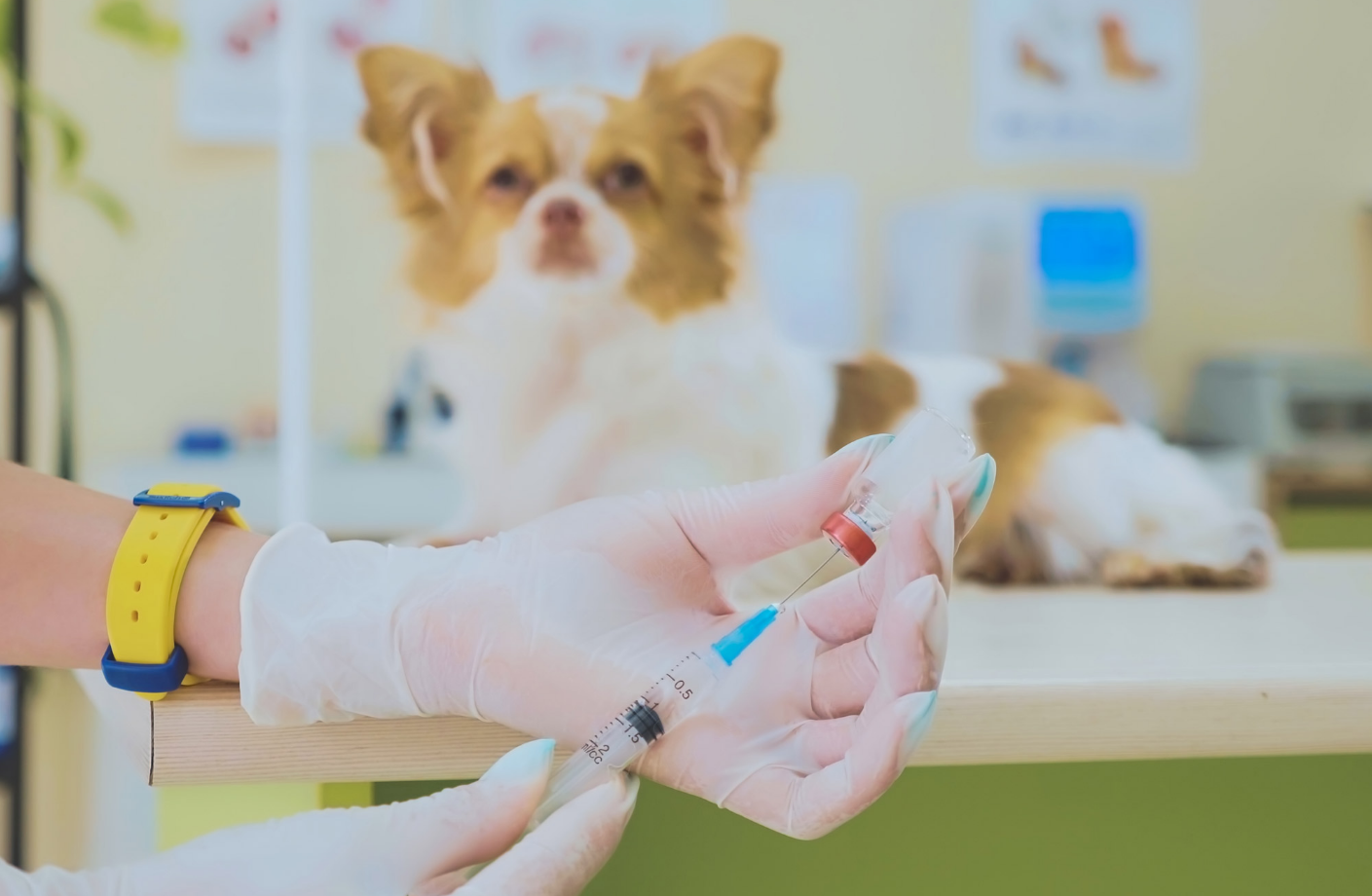 Spot Pet Insurance