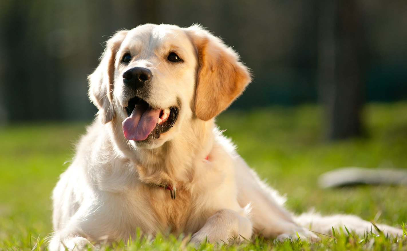 Tesco Pet Insurance