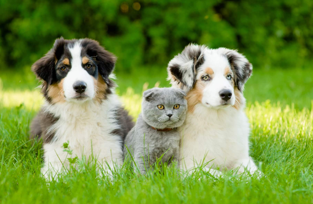 Tesco Pet Insurance