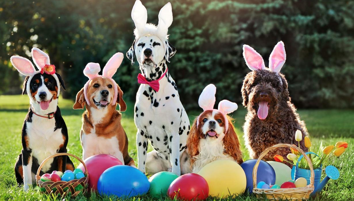 Woolworths Pet Insurance
