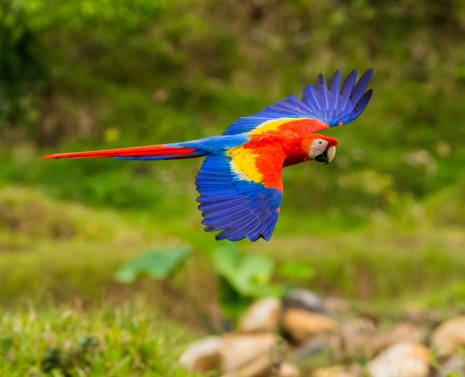 Blue Macaw