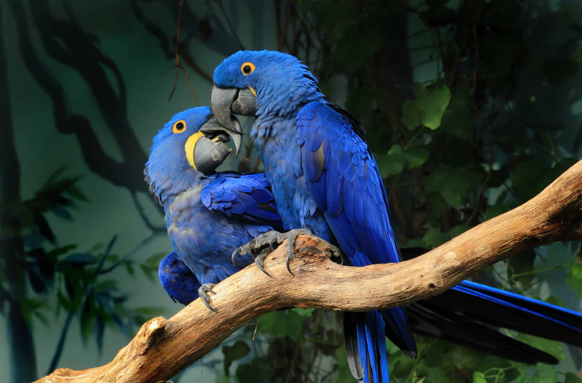 Blue Macaw