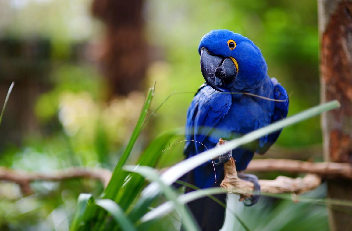Blue Macaw