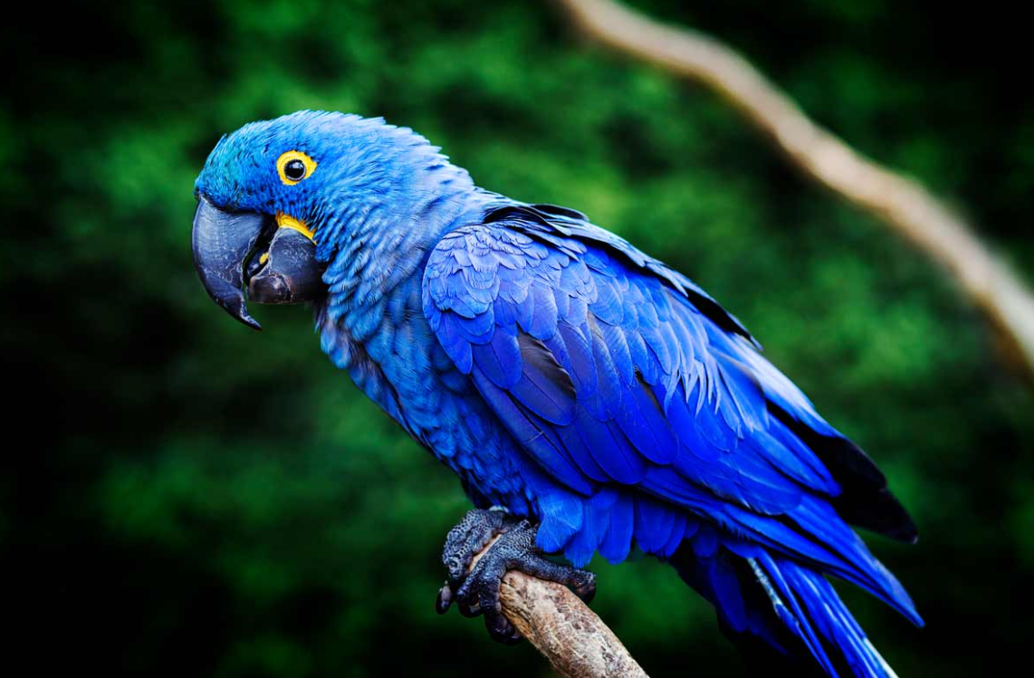 Blue Macaw