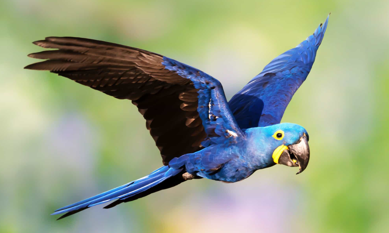 Blue Macaw