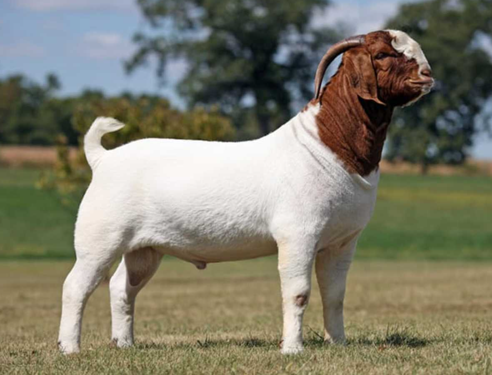 Damascus Goat
