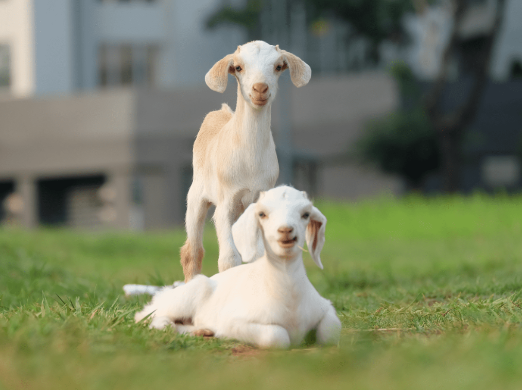 Damascus Goat