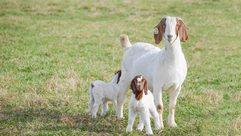 Damascus Goat
