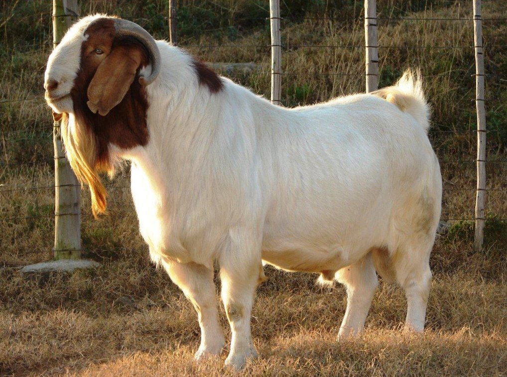 Damascus Goat
