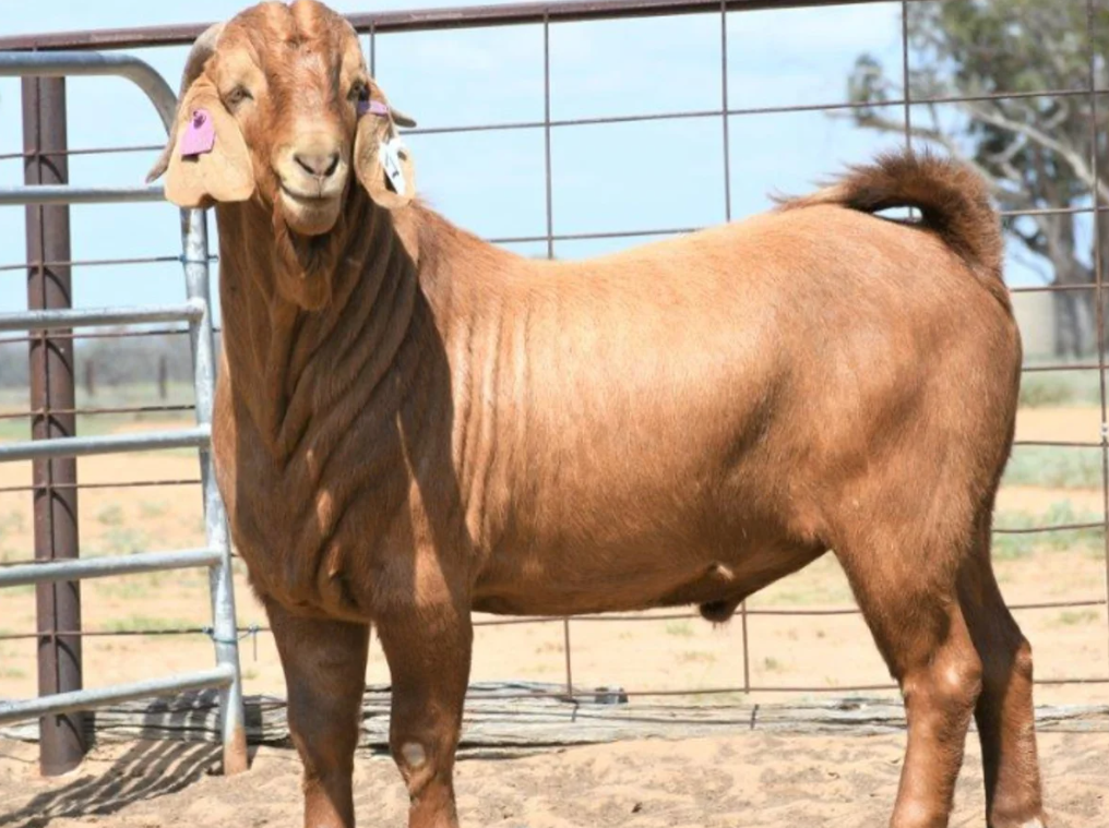 Damascus Goat