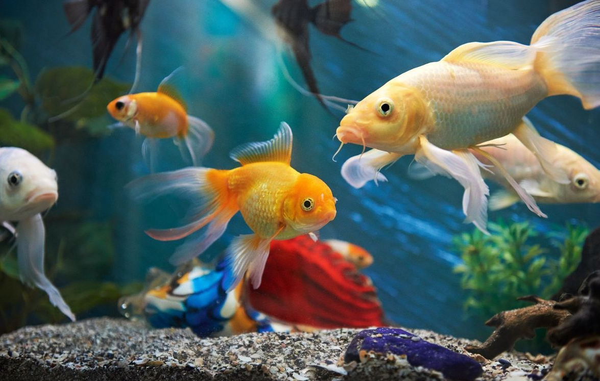 Fish Food
