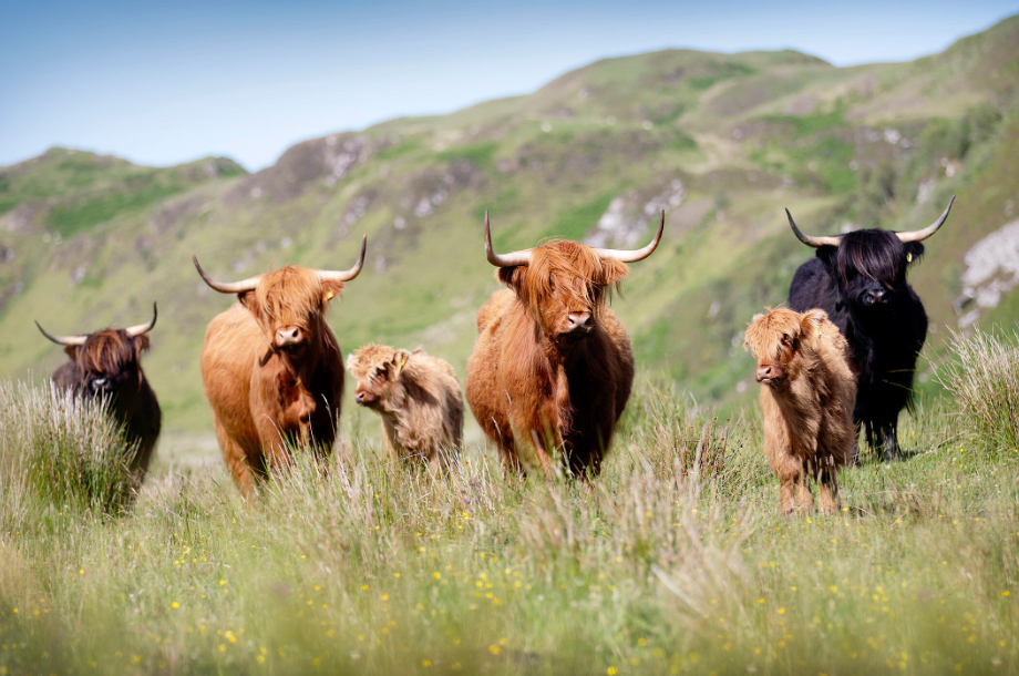 Highland Cow