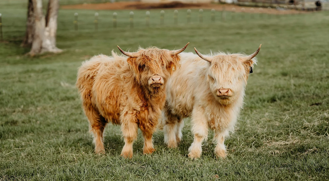 Highland Cow