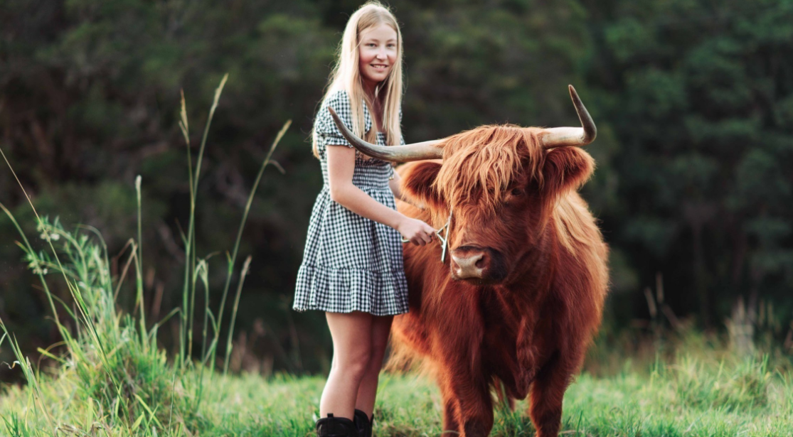 Highland Cow