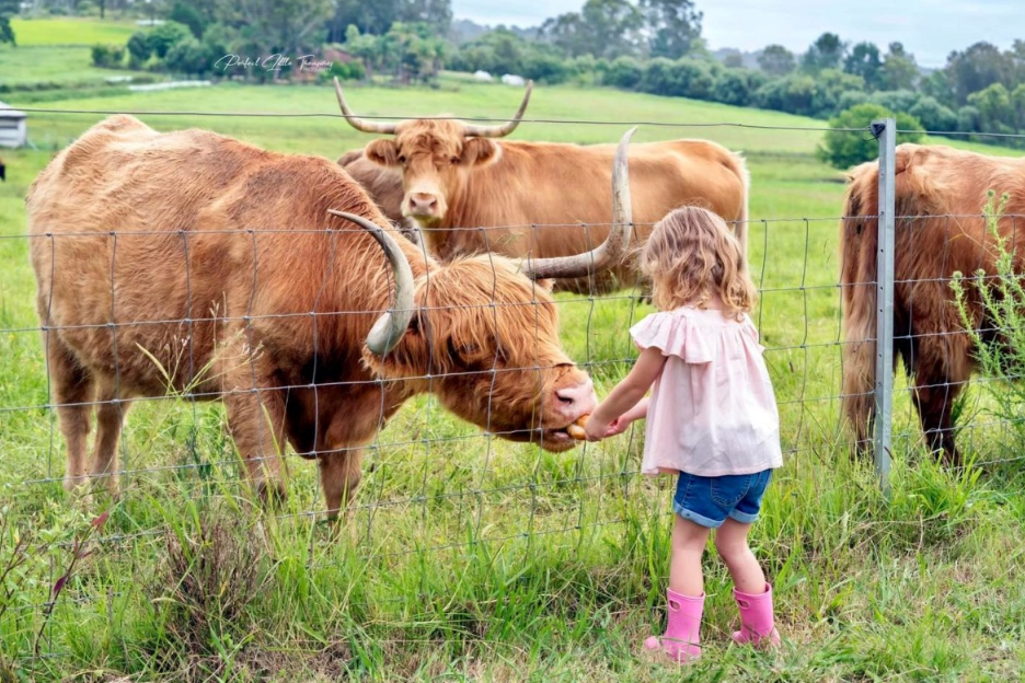 Highland Cow