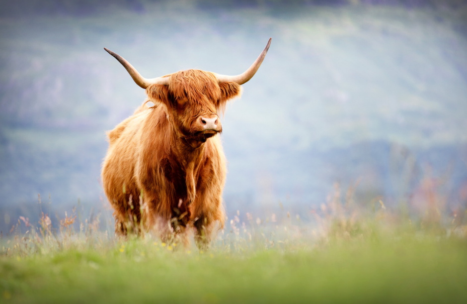 Highland Cow