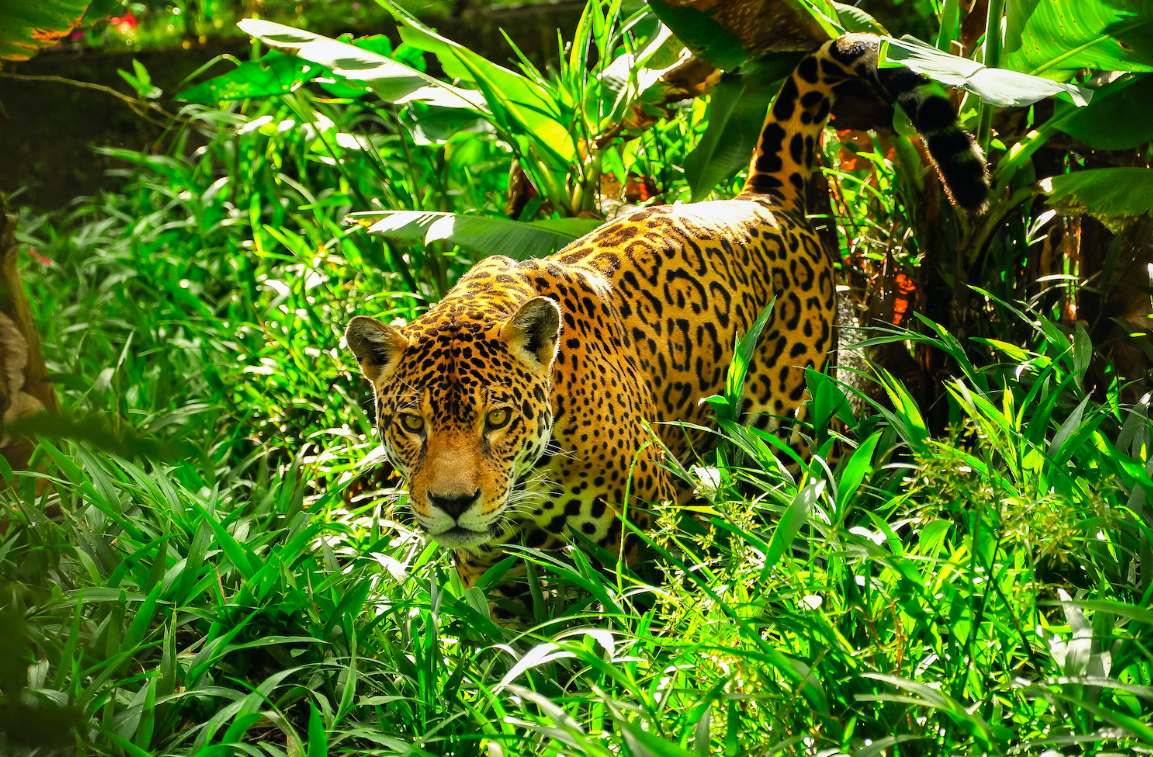 Jaguar Animal