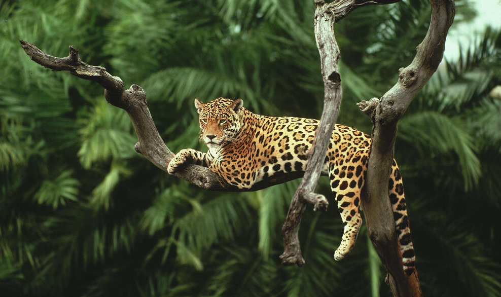 Jaguar Animal