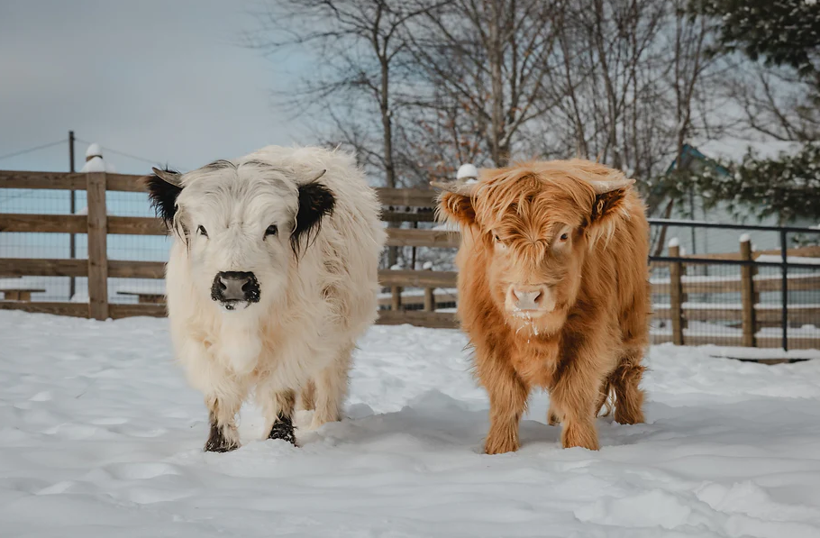 Mini Cow