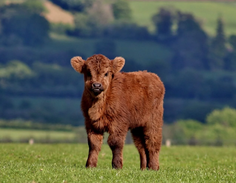 Mini Cow