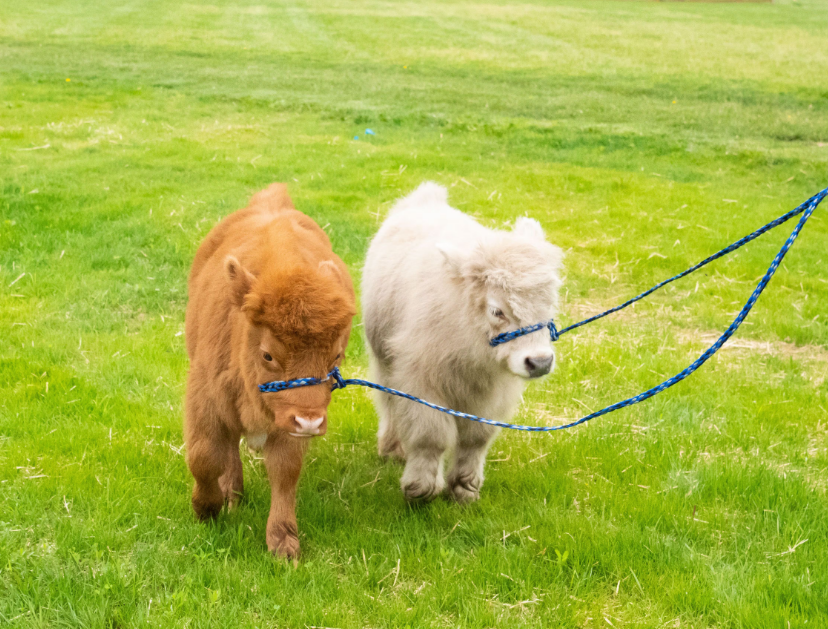 Mini Cow