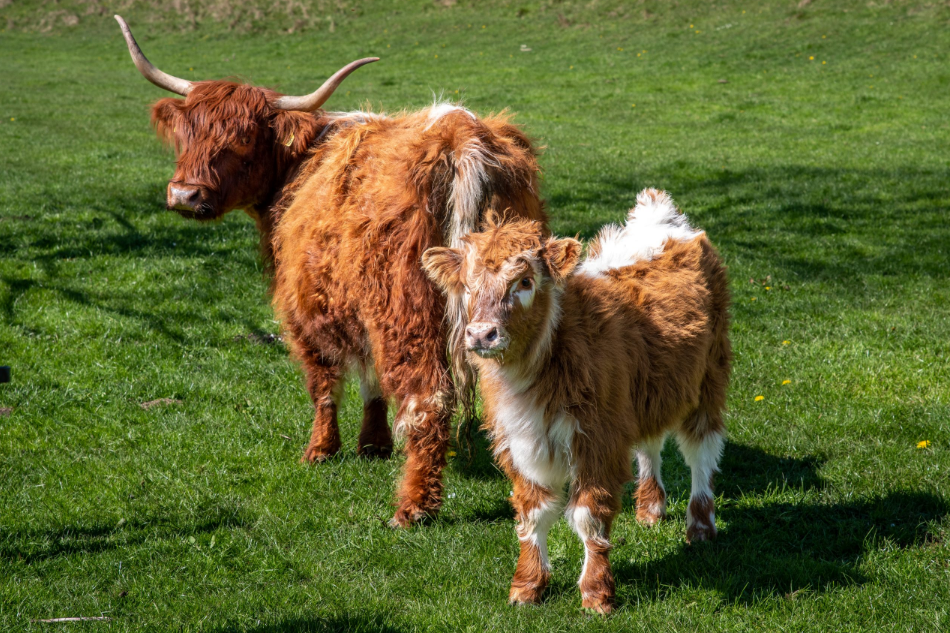 Mini Cow