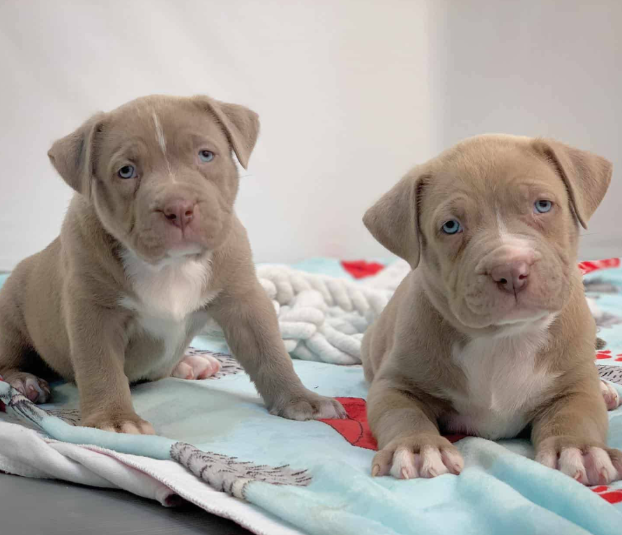 Pitbull Puppies