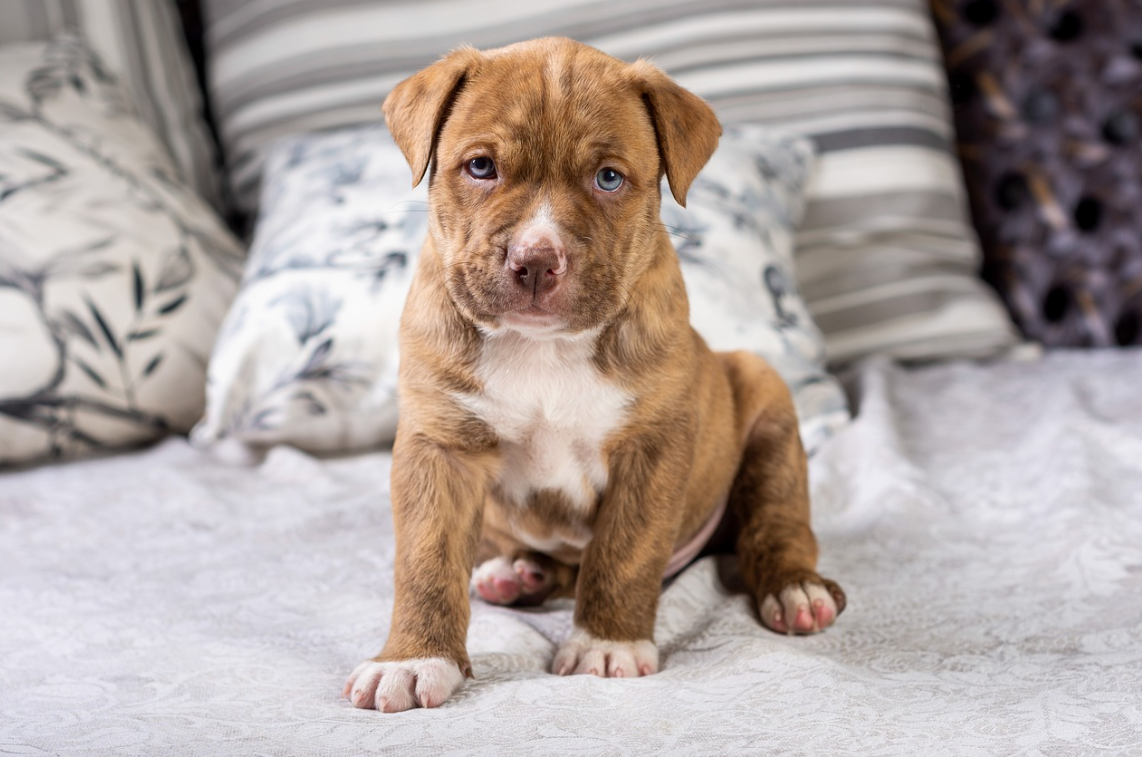 Pitbull Puppies