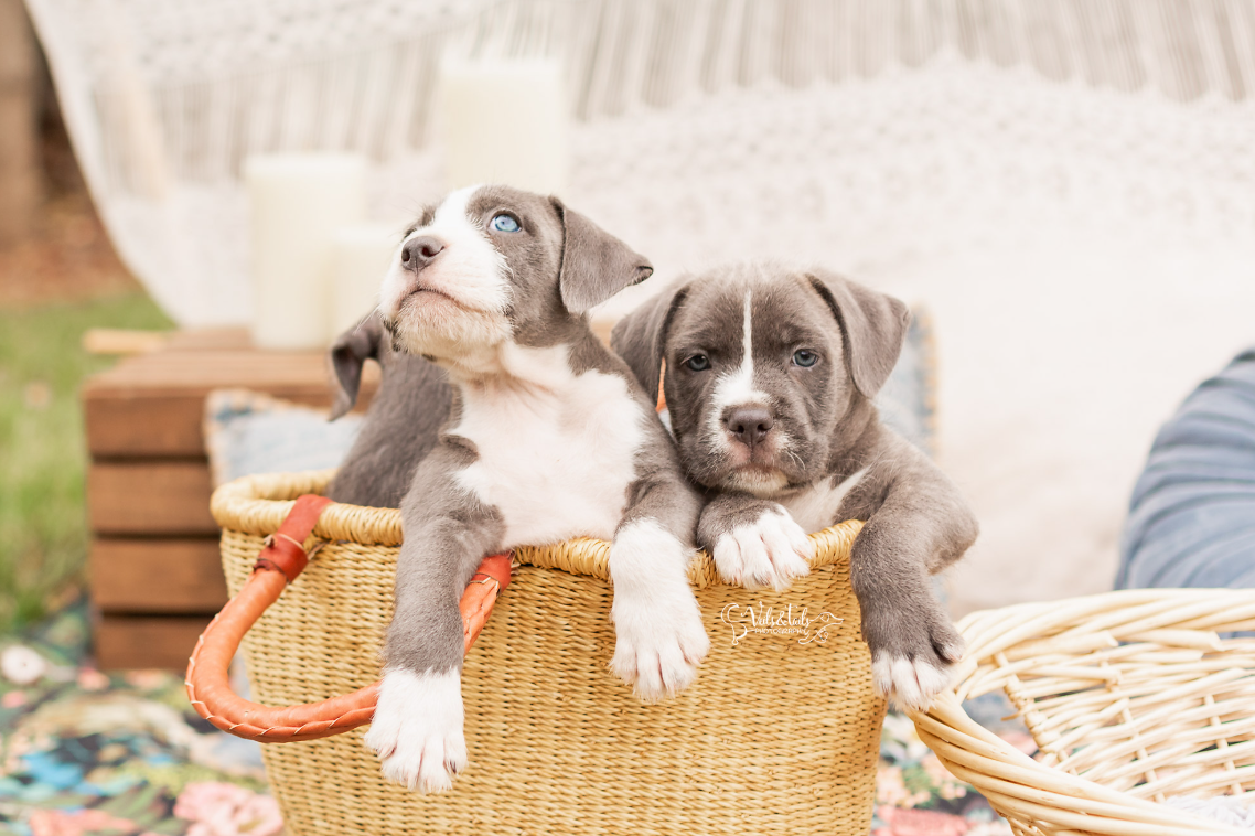 Pitbull Puppies