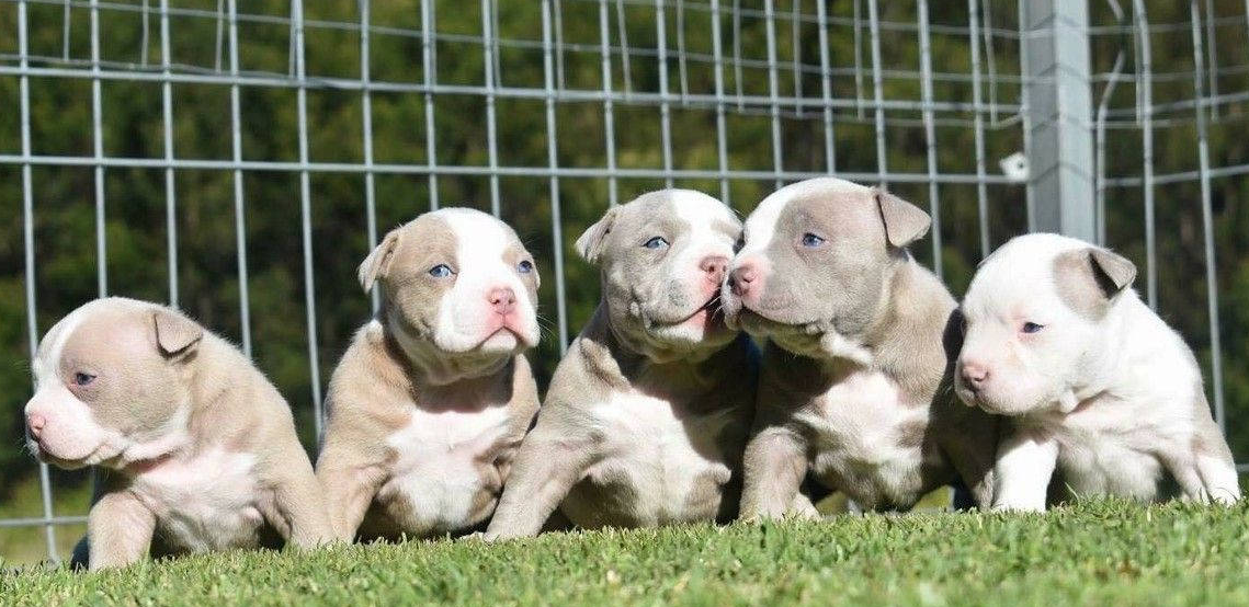 Pitbull Puppies