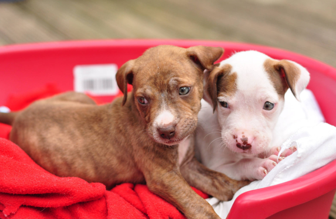 Pitbull Puppies