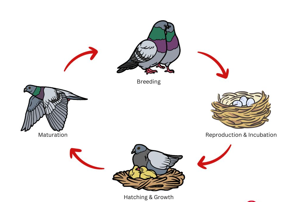 Baby Pigeon