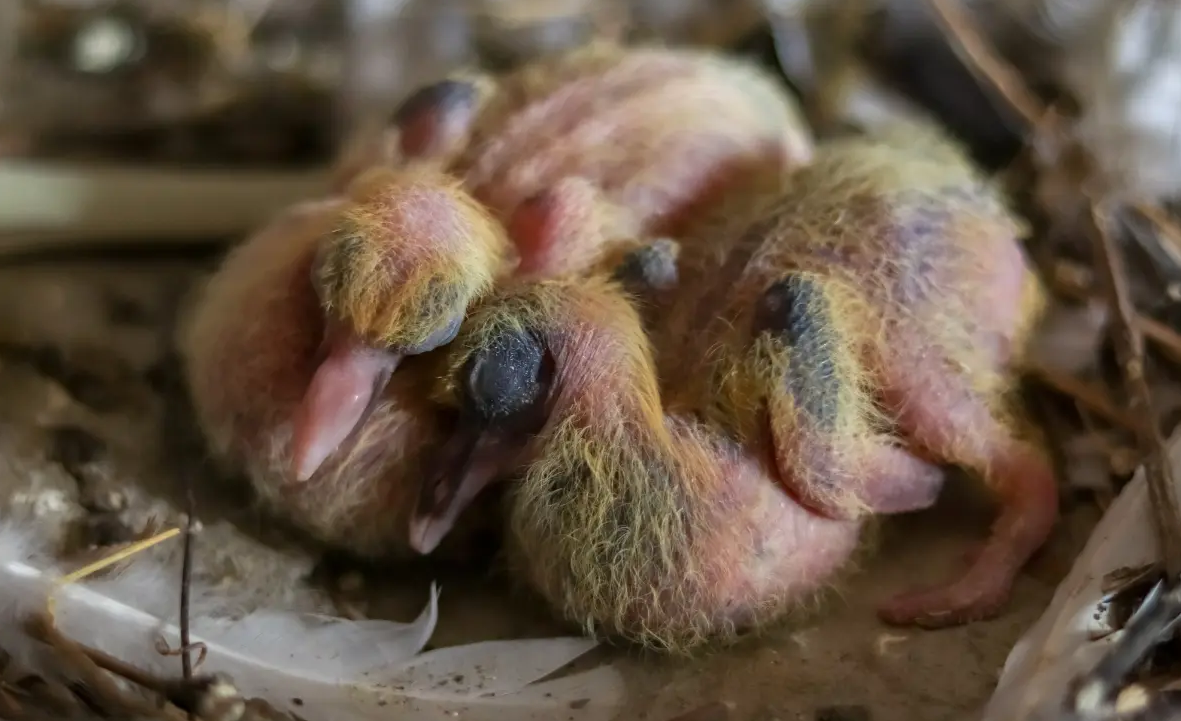 Baby Pigeon