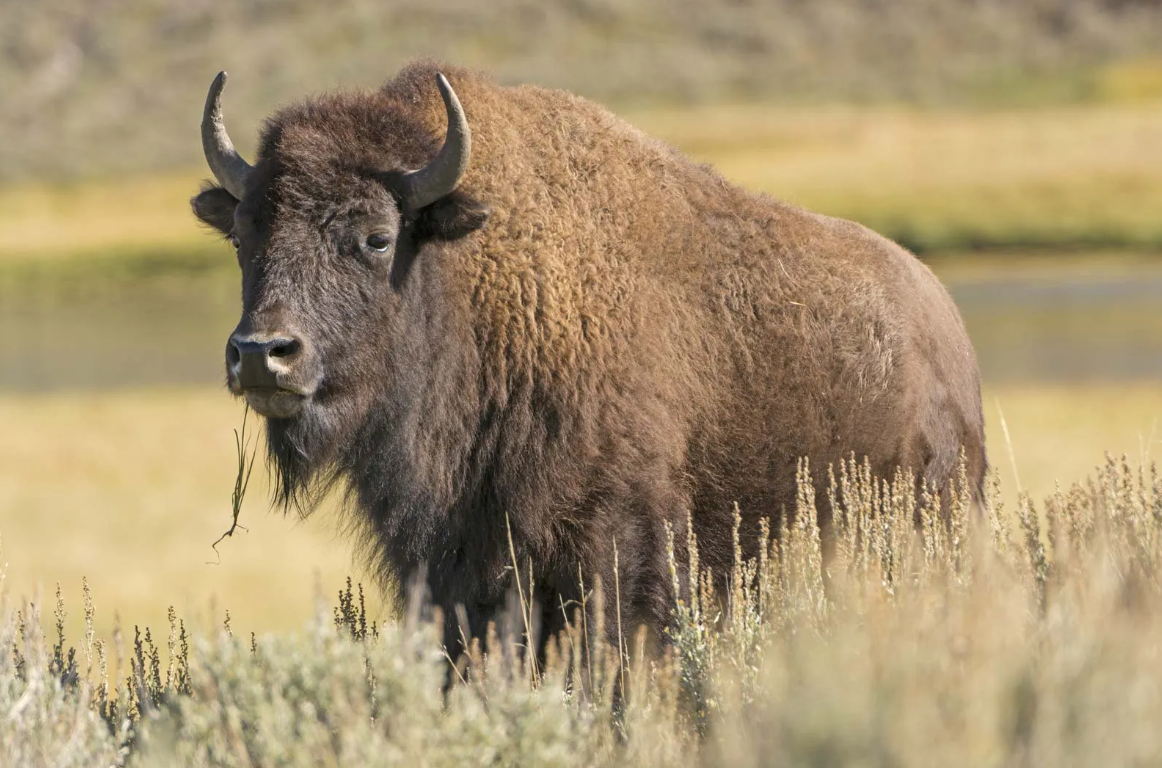Bison vs Buffalo
