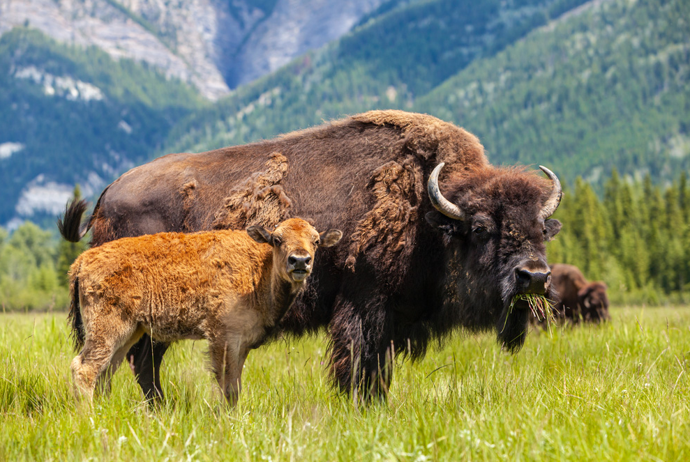 Bison vs Buffalo