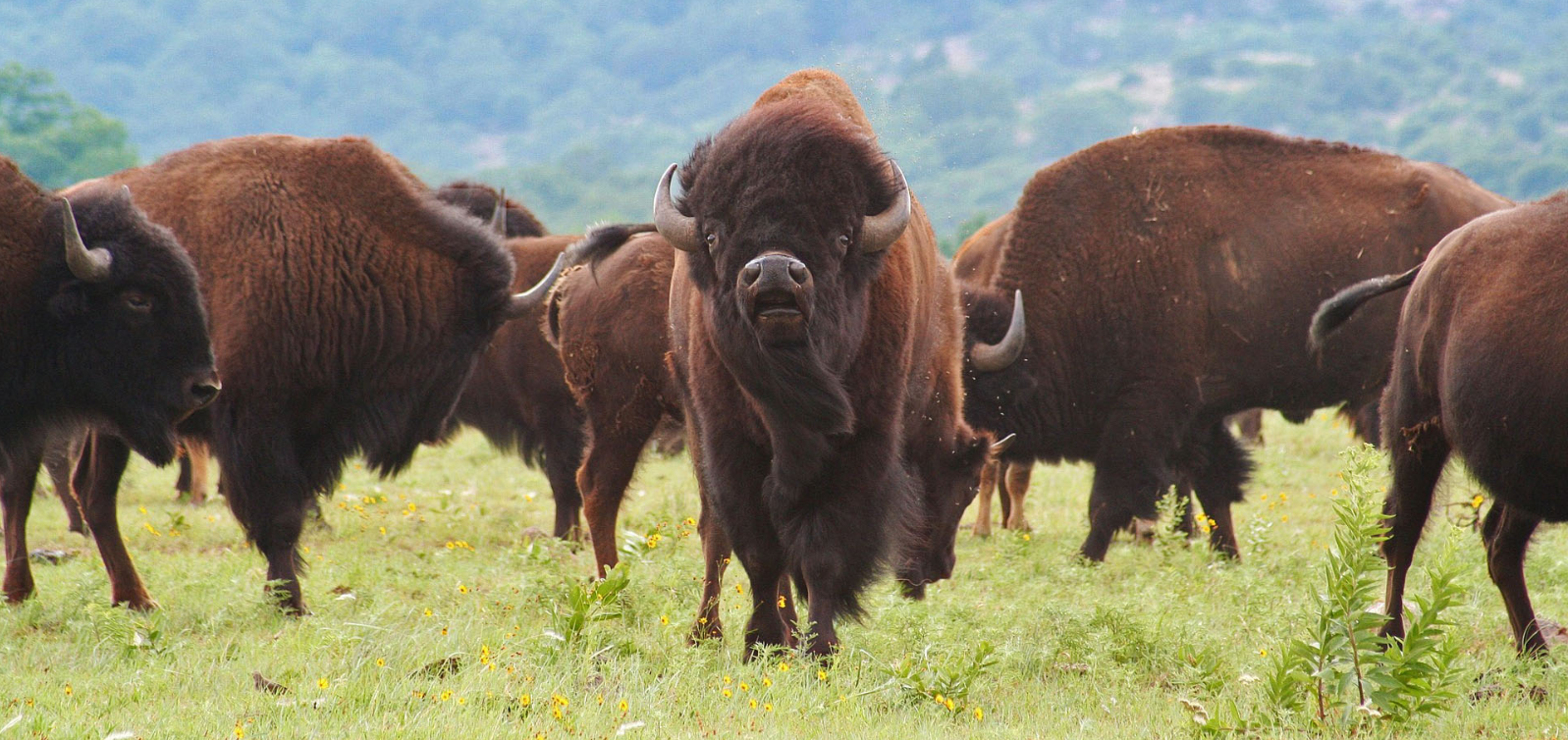 Bison vs Buffalo