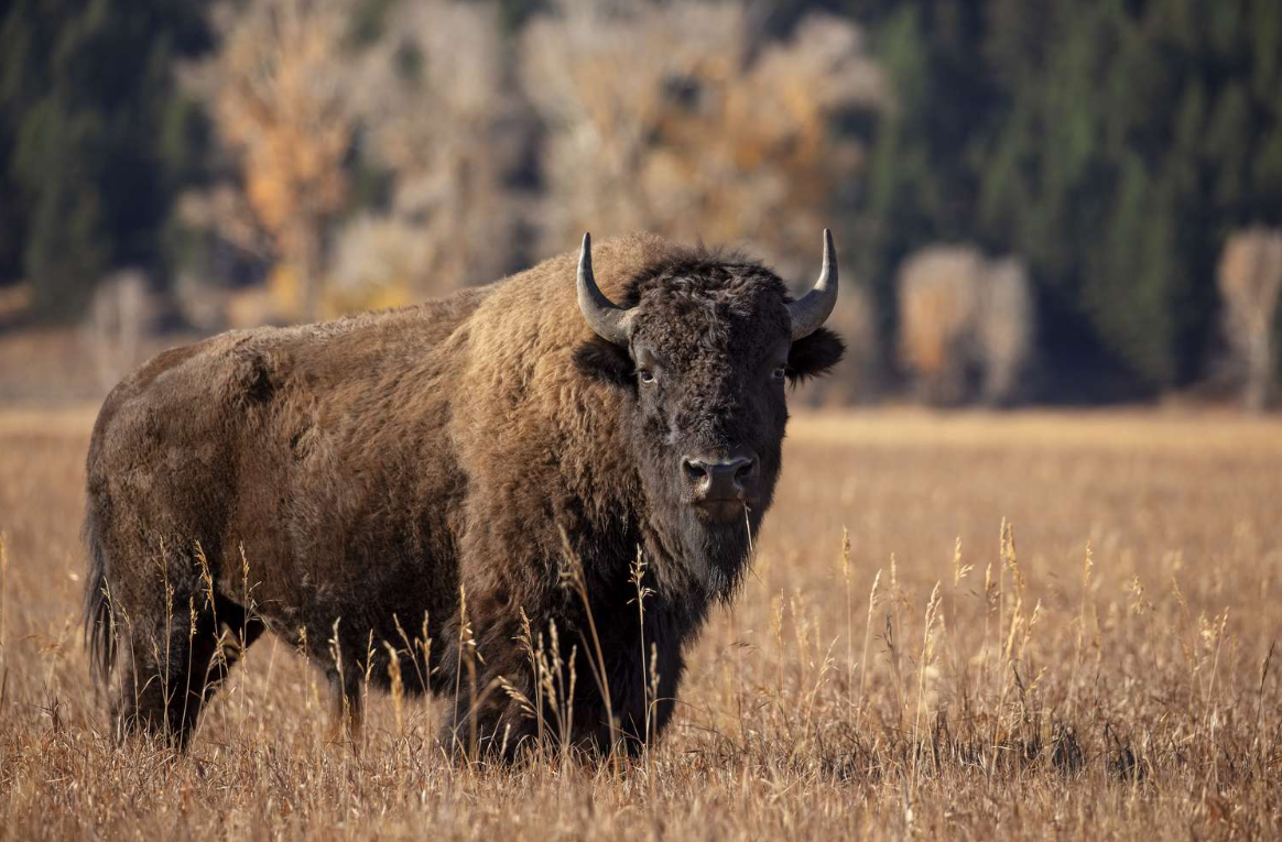 Bison vs Buffalo