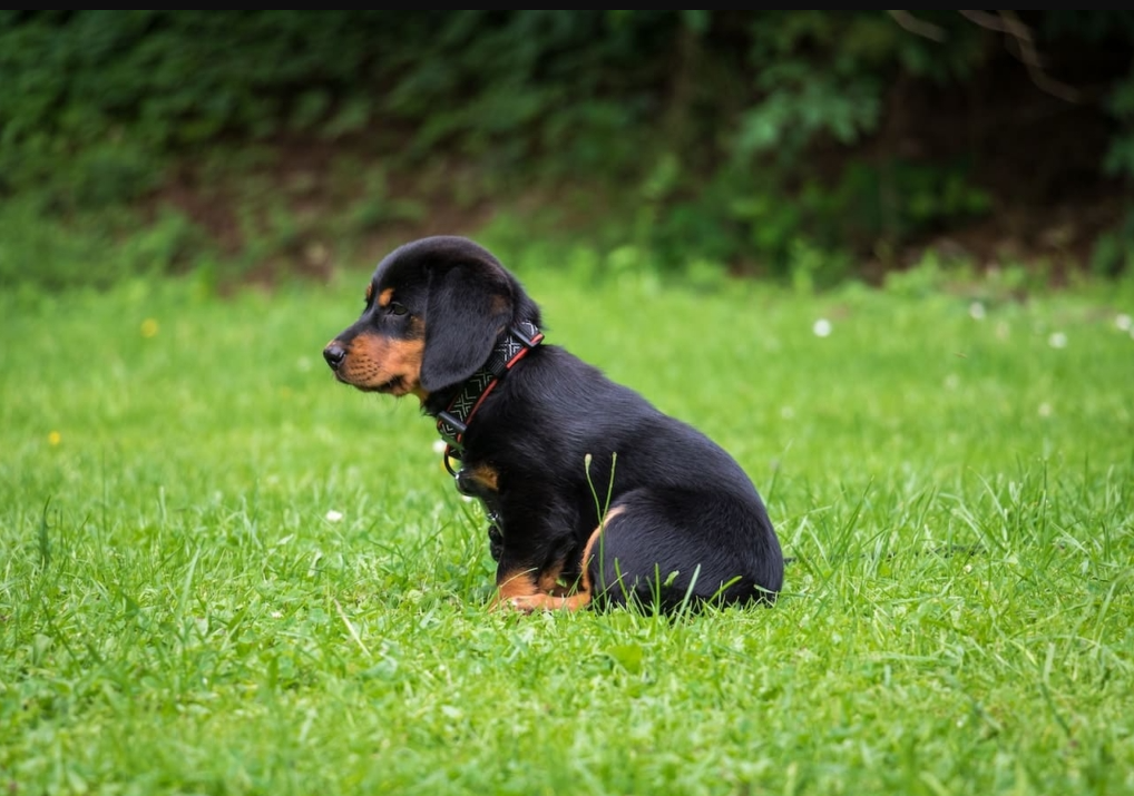 Black Dog