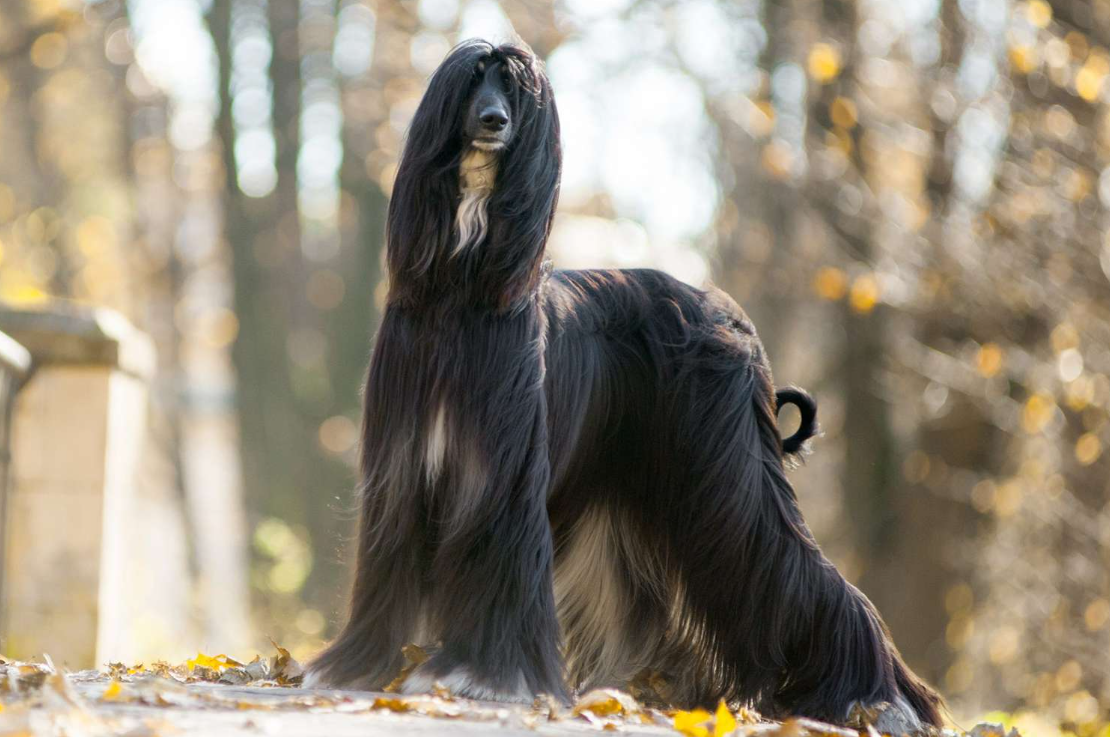 Black Dog