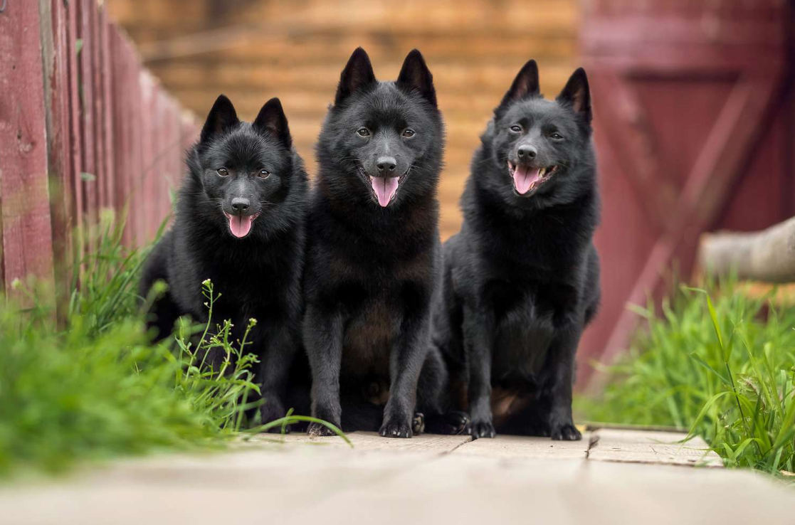 Black Dog