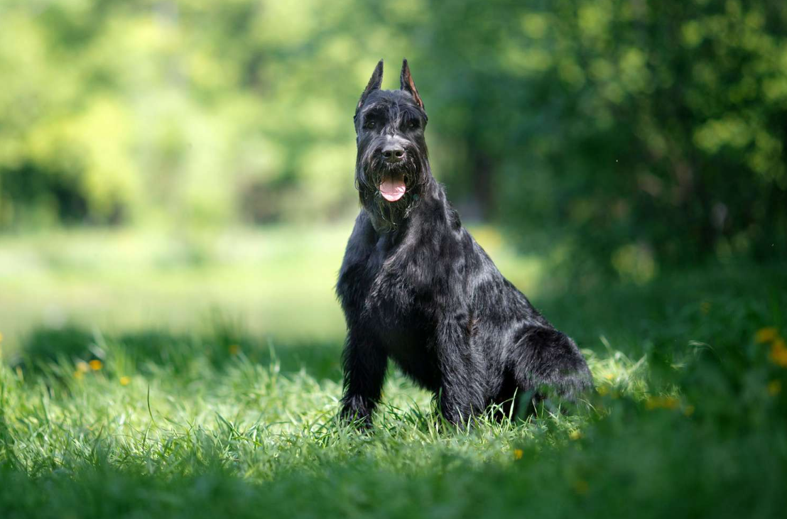 Black Dog