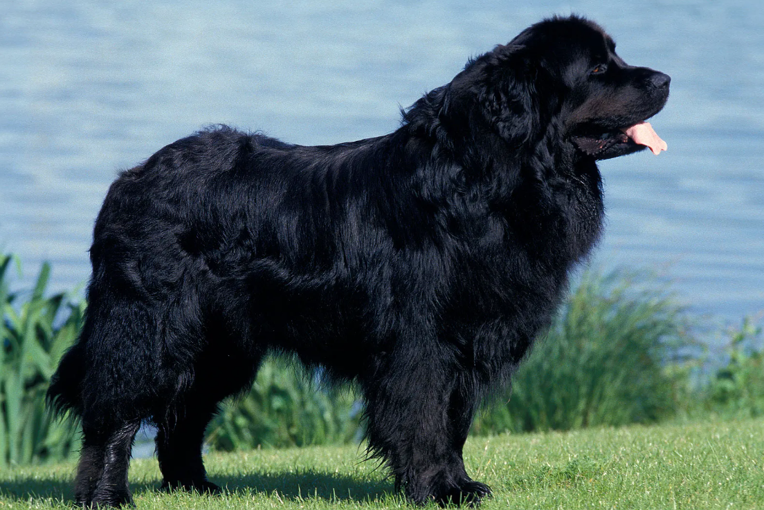 Black Dog