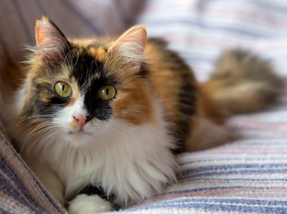Calico Cat 