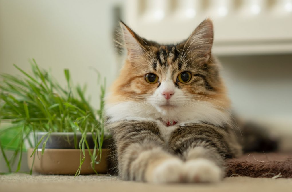 Calico Cat 