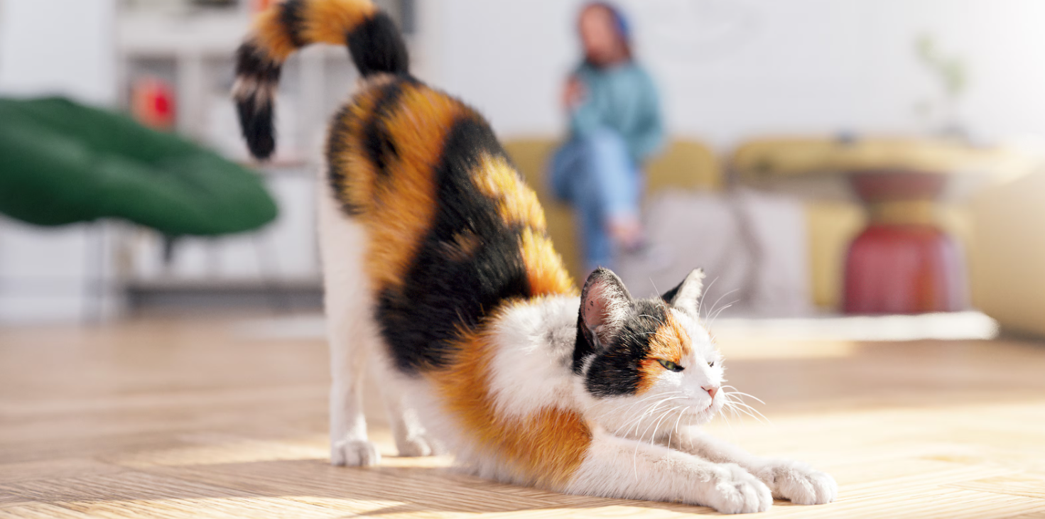 Calico Cat 