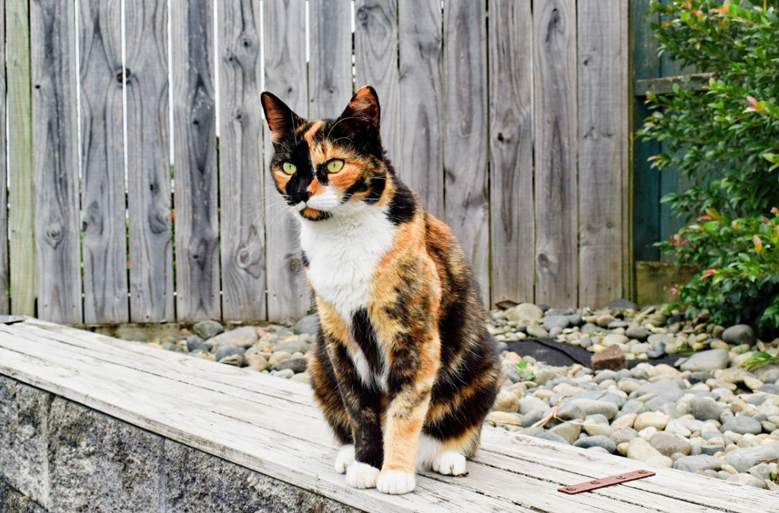 Calico Cat