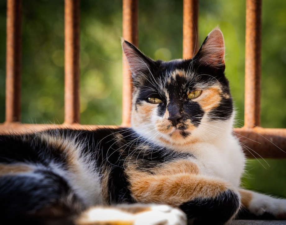 Calico Cat 