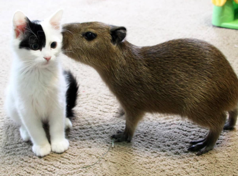 Capybara Pet