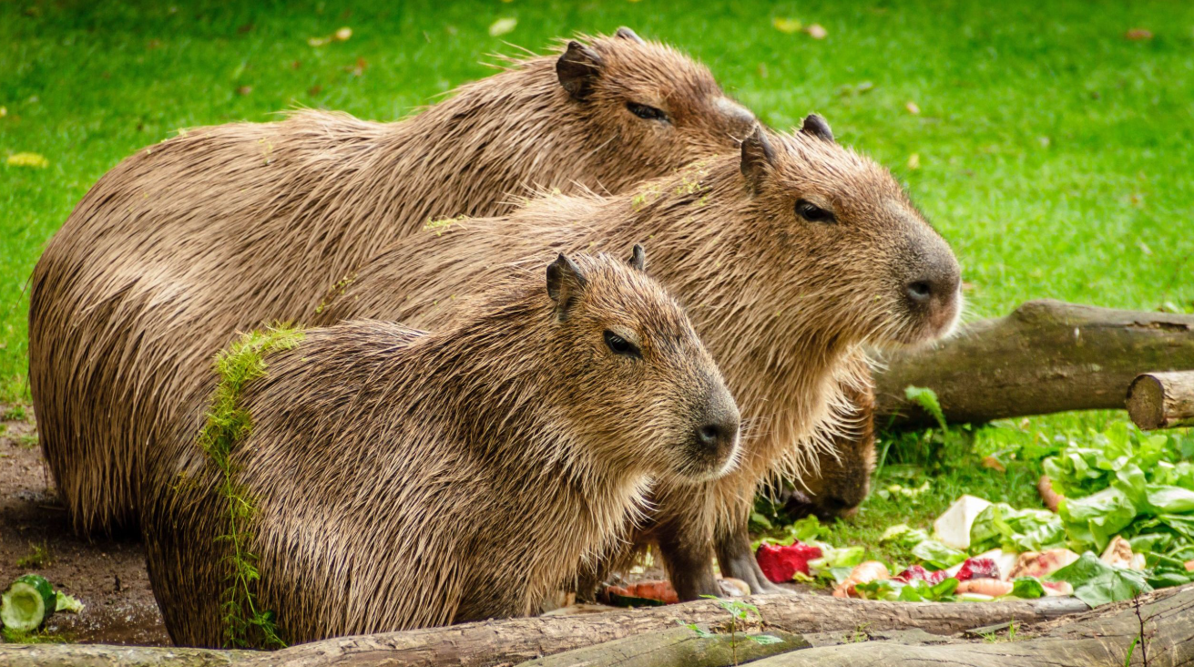 Capybara Pet